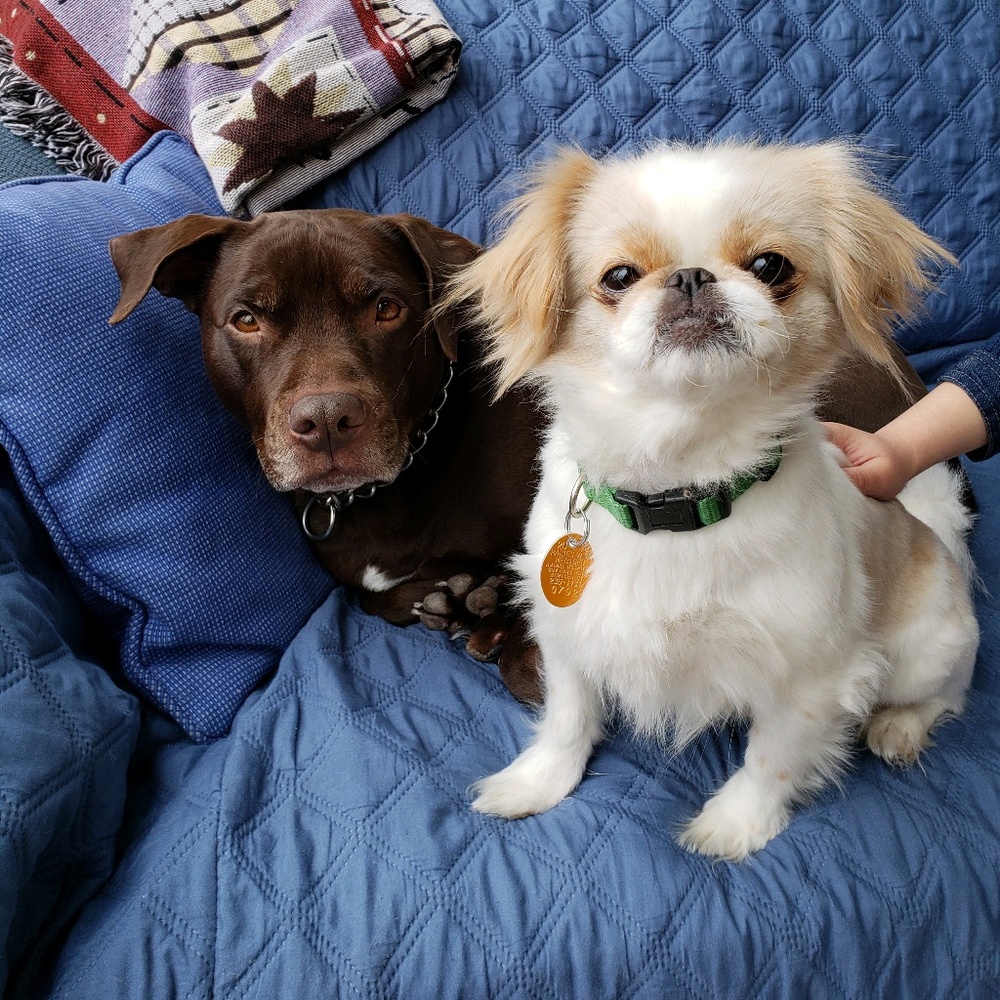 Meet your Posher, Rachel